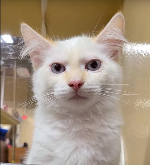 Milo, Baby Siamese (short coat), cat for adoption in Westminster, California
