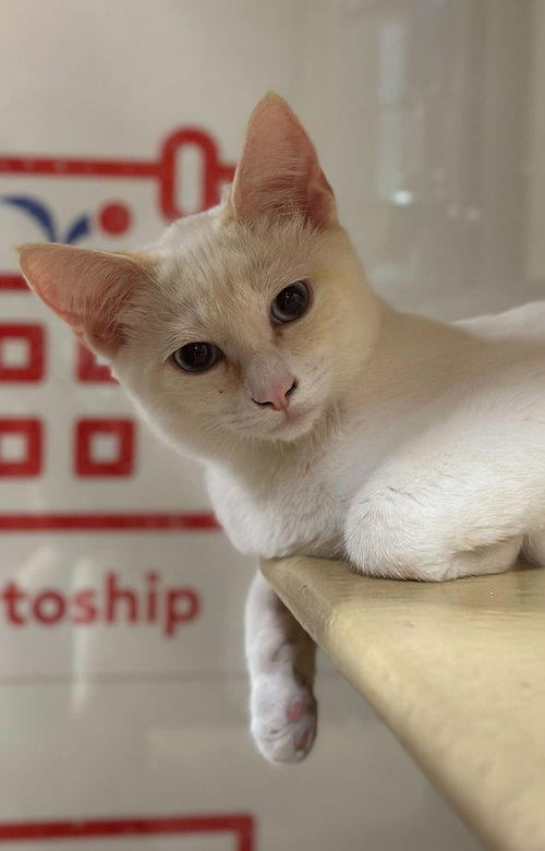 Tico, Baby Siamese (short coat), cat for adoption in Westminster, California