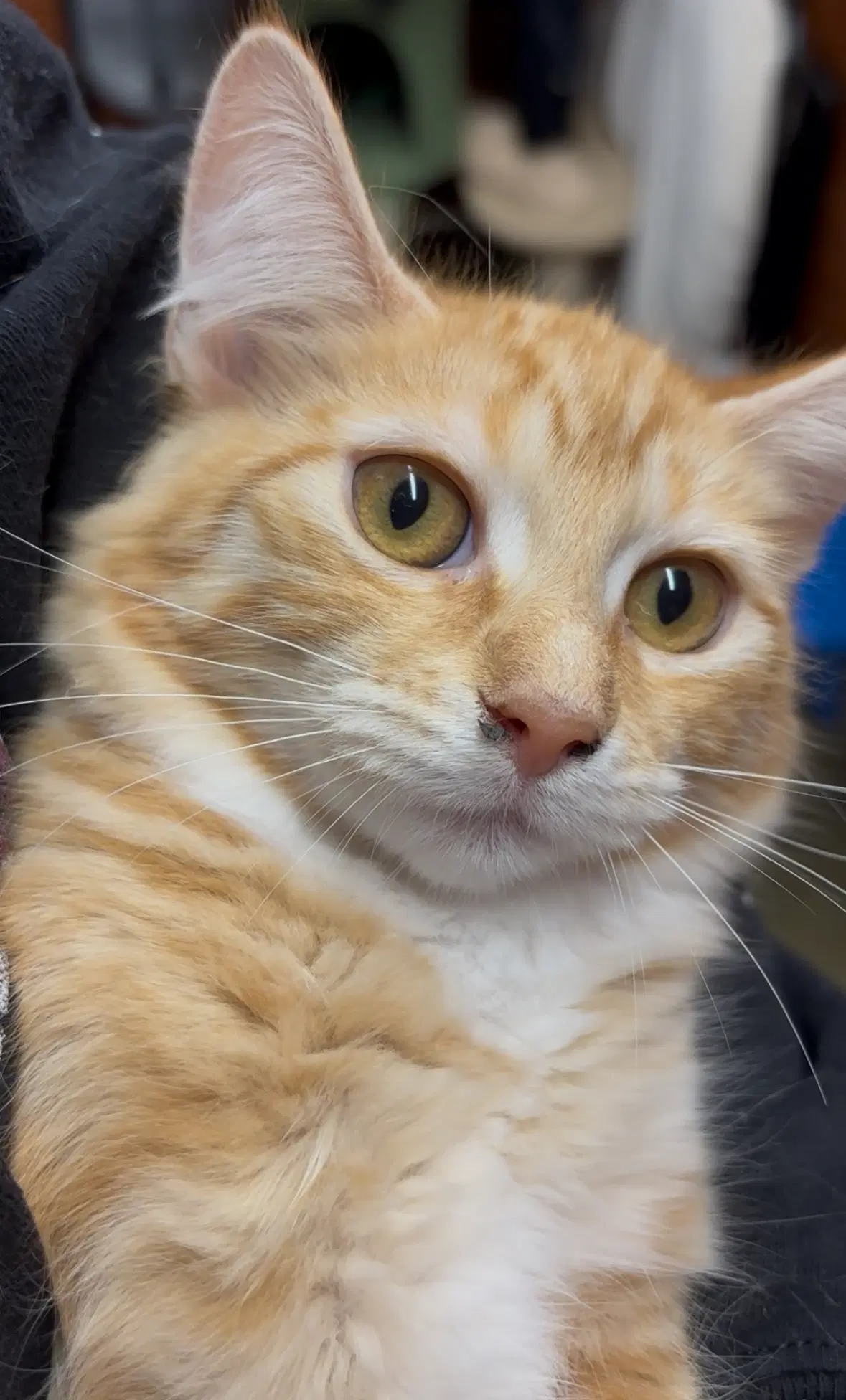 Fox - Domestic Short Hair