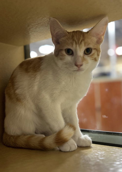 Foxy, Baby Domestic Short Hair (short coat), cat for adoption in Westminster, California