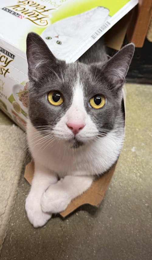 Manny, Baby Domestic Short Hair (short coat), cat for adoption in Alhambra, California