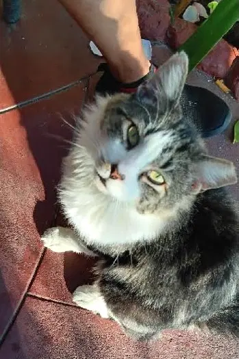 Wildflower - Domestic Medium Hair