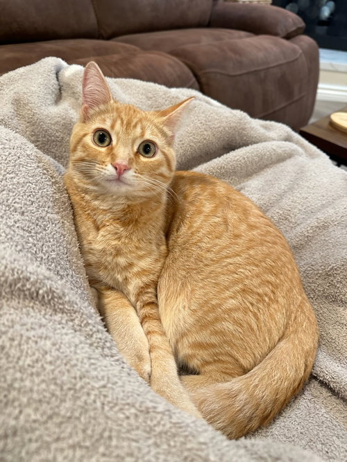 Holly, Baby Domestic Short Hair (short coat), cat for adoption in Brea, California