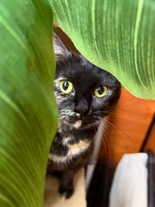 JOY - Domestic Short Hair available for adoption
