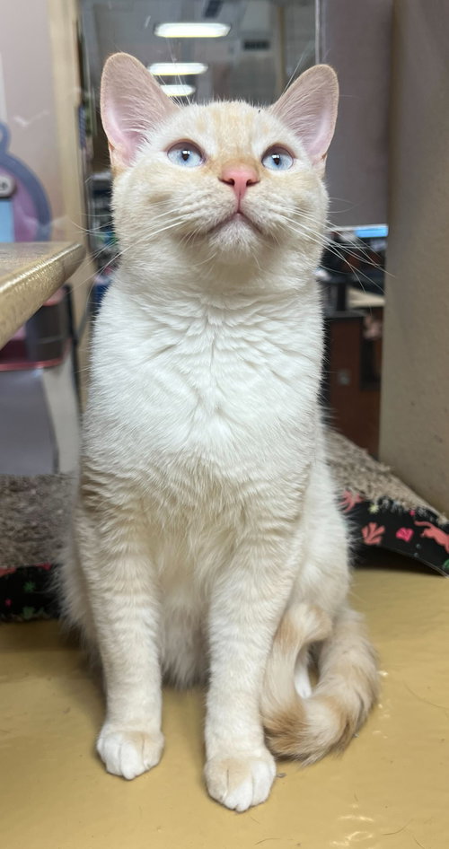 Noel, Baby Siamese (short coat), cat for adoption in La Puente, California