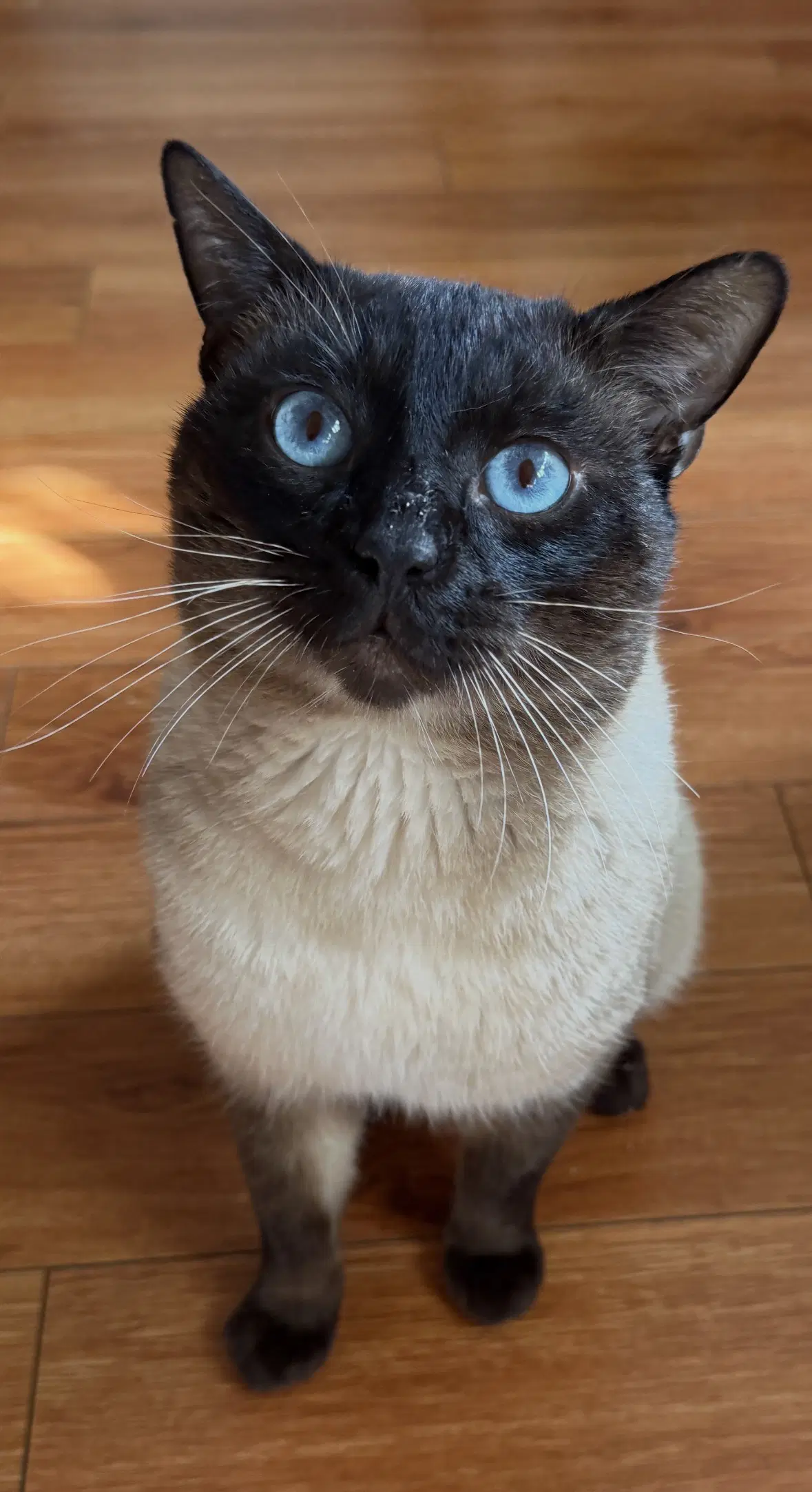 Johnnie Walker - Siamese