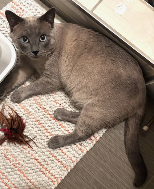 Frankie, Adult Siamese, cat for adoption in Westminster, California