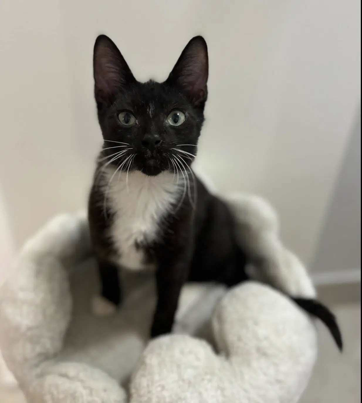 Buddy - Domestic Short Hair