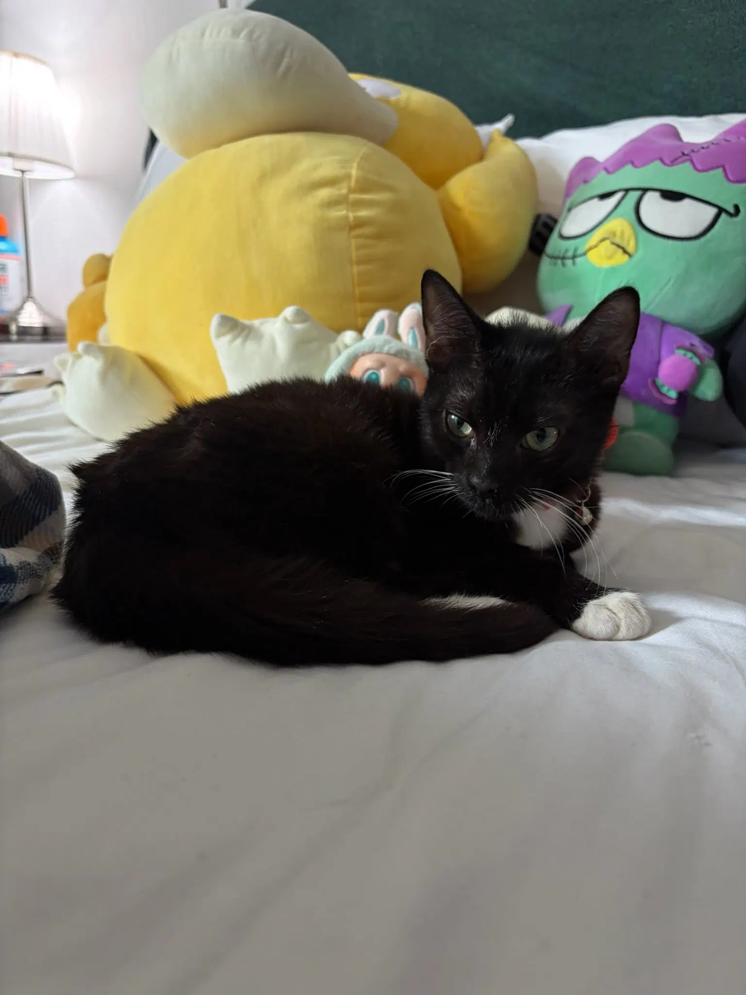 Buddy image 4