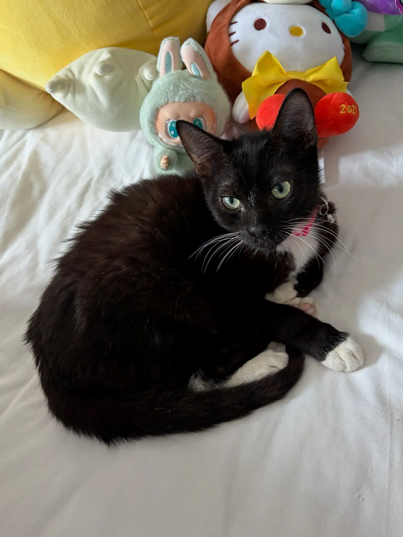 Buddy image 3