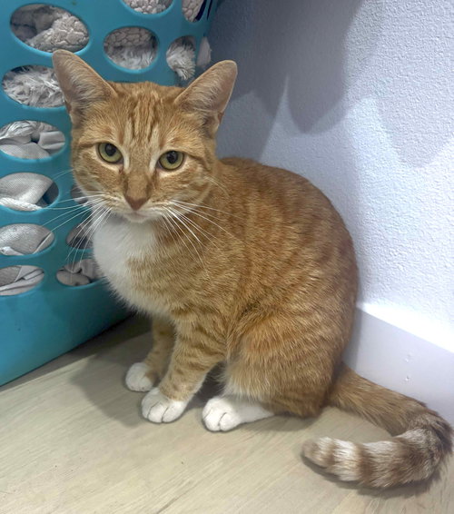 Peach, Young Domestic Short Hair (short coat), cat for adoption in Westminster, California