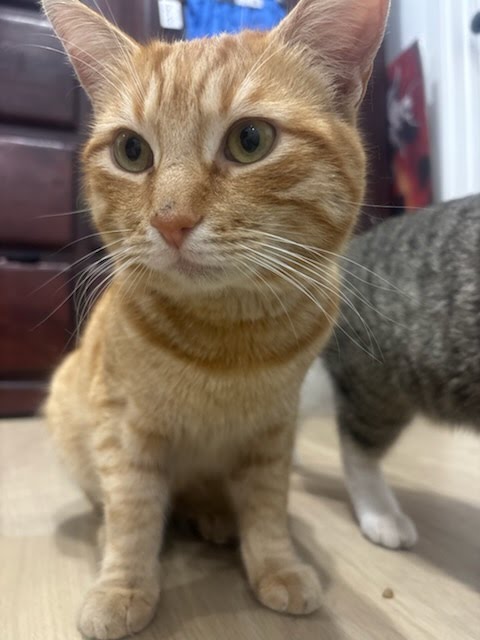 Cheetos, Adult Domestic Short Hair (short coat), cat for adoption in Westminster, California