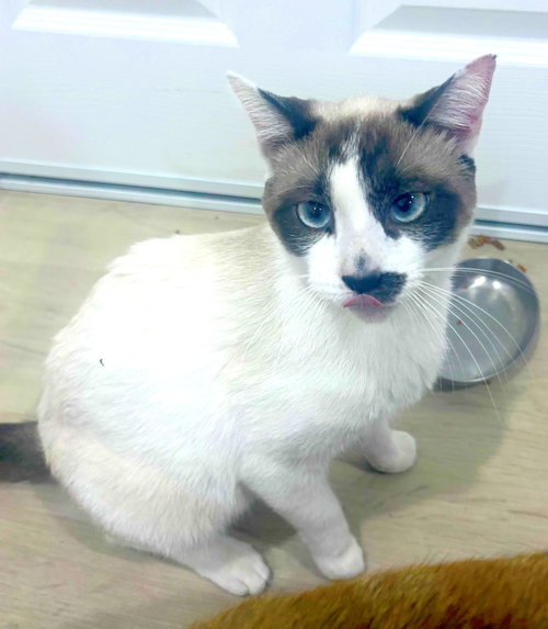 Racoon, Young Snowshoe (short coat), cat for adoption in Westminster, California