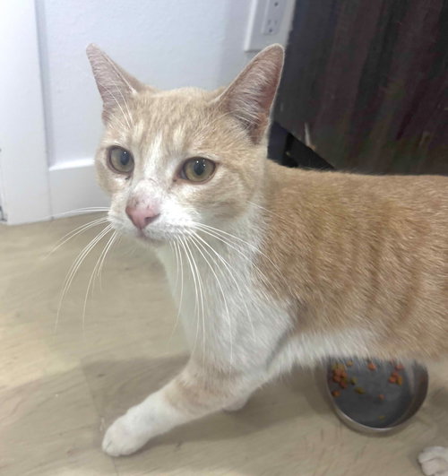 Tiger, Young Domestic Short Hair (short coat), cat for adoption in Westminster, California