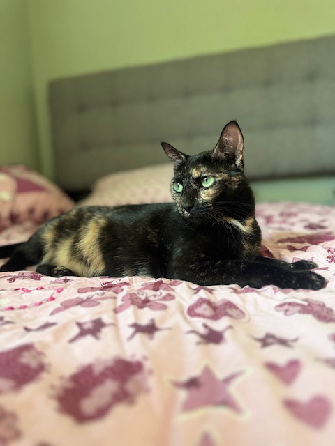 Marley, Adult Tortoiseshell (short coat), cat for adoption in Westminster, California