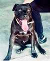 Milo - Photo 1