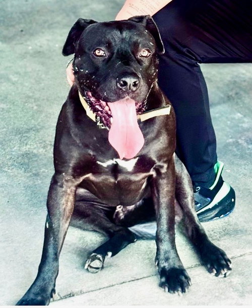MILO - Unknown available for adoption