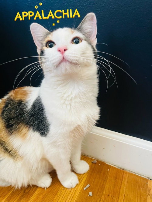 Appalachia, an adoptable Domestic Short Hair in Los Angeles, CA