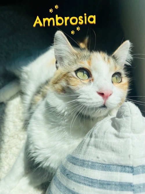 Ambrosía, an adoptable Domestic Short Hair in Los Angeles, CA