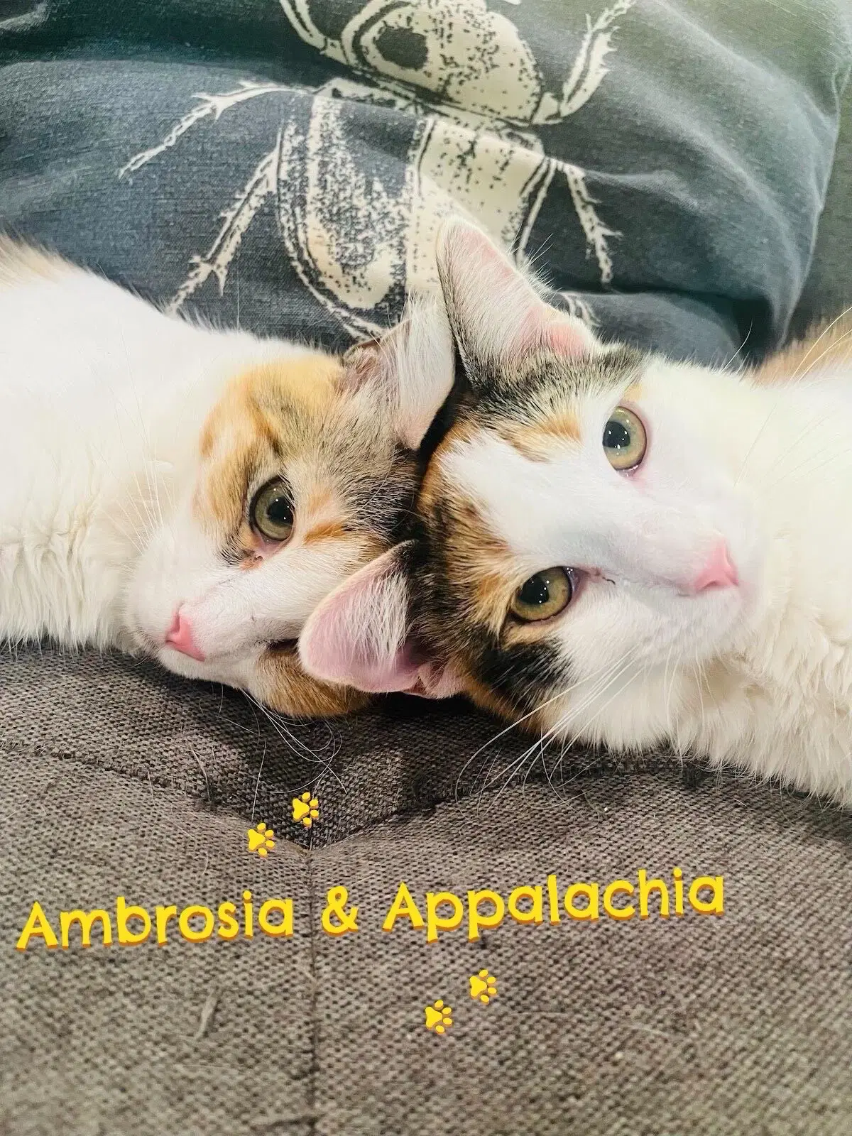 Ambrosa image 2