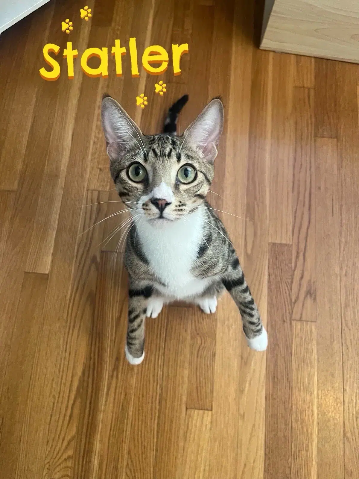 Statler - Bengal
