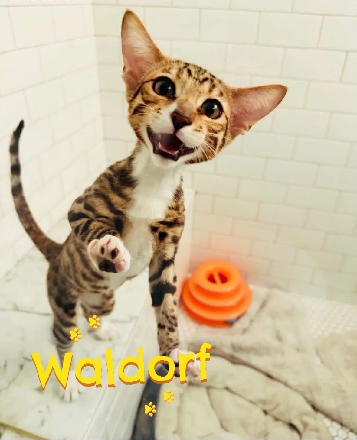 Waldorf - Bengal