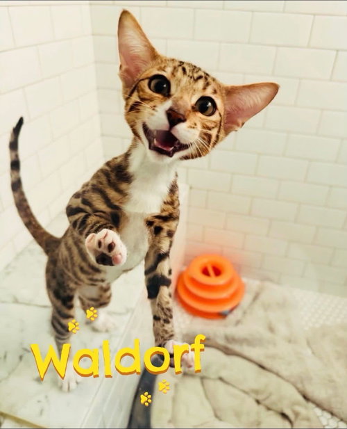 Waldorf, an adoptable Domestic Short Hair in Los Angeles, CA