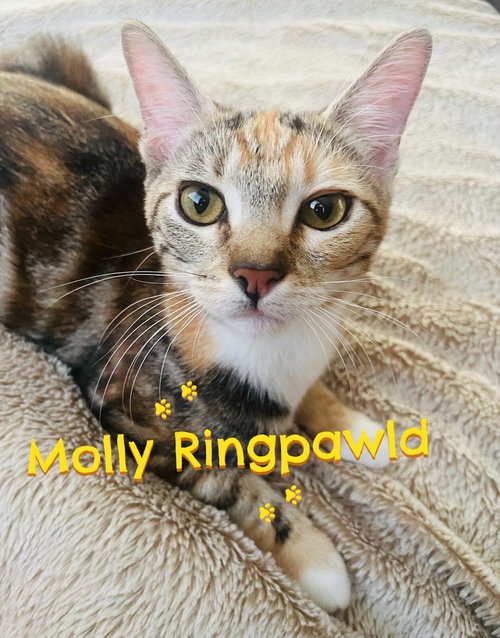MOLLY RINGPAWLD, an adoptable Domestic Short Hair in Los Angeles, CA