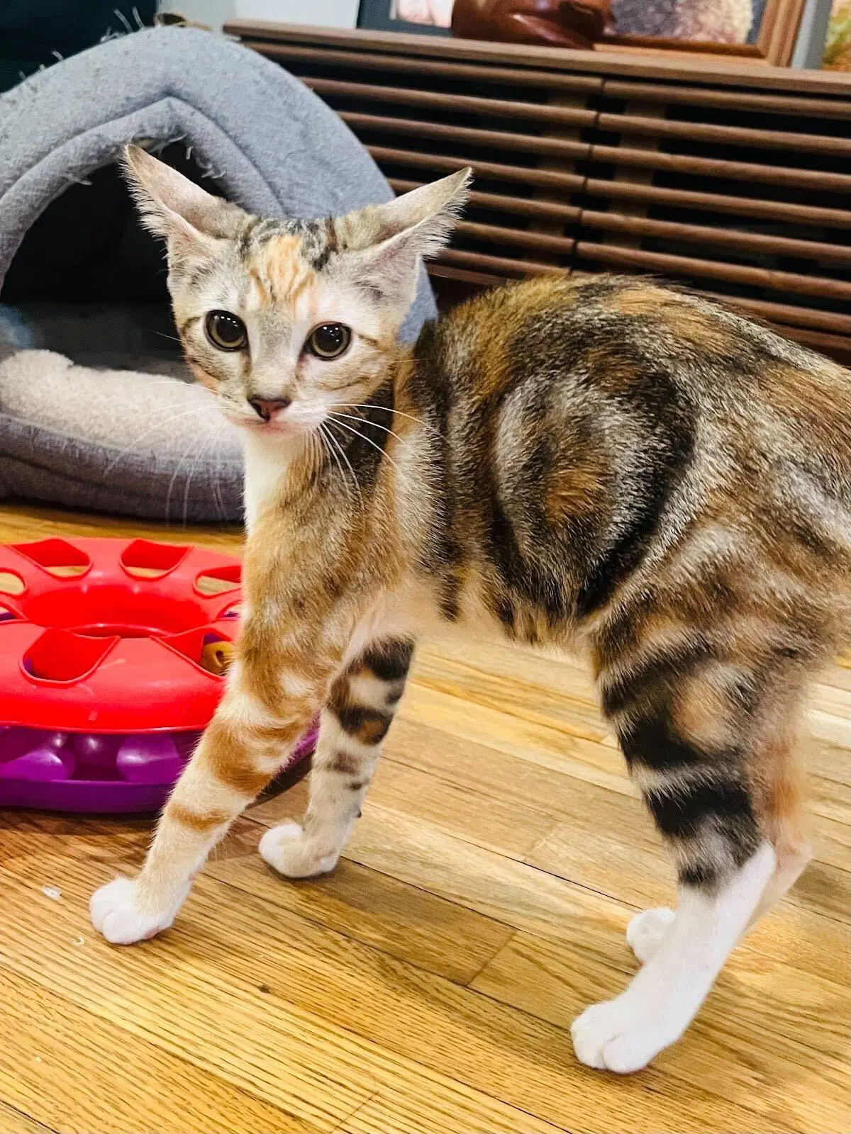 Molly Ringpawld image 3