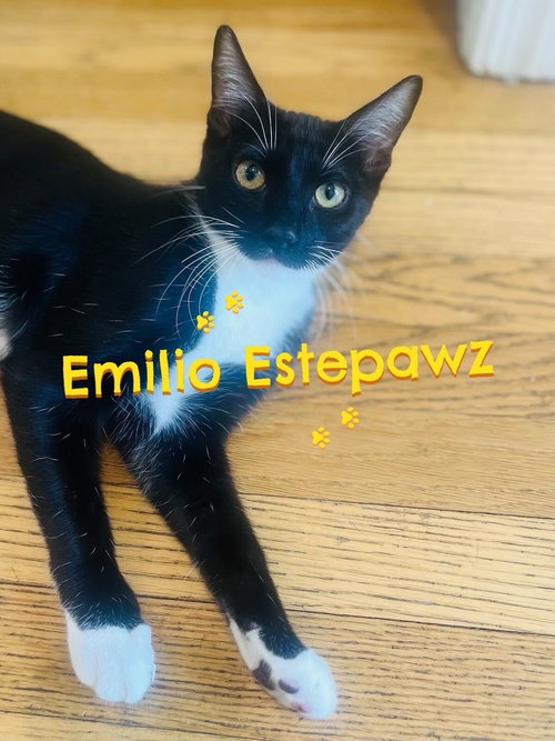 EMILIO ESTEPAWZ, an adoptable Domestic Short Hair in Los Angeles, CA