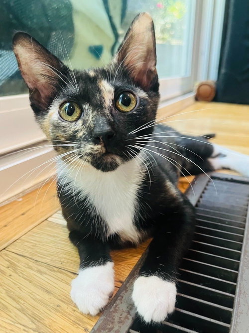 ALLEY SHEEDY, an adoptable Domestic Short Hair in Los Angeles, CA