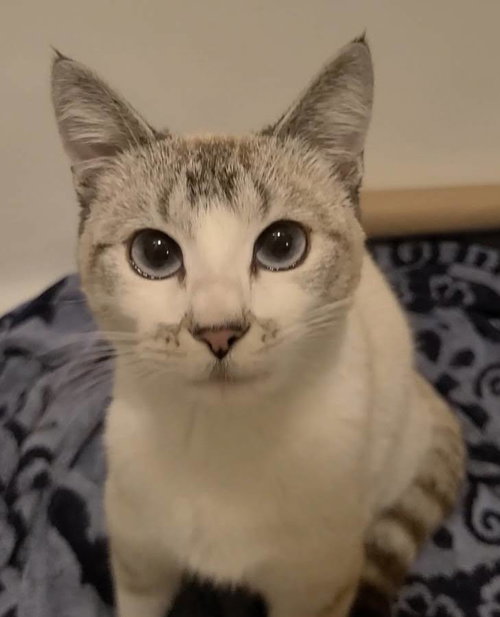 Lyla, an adoptable Domestic Short Hair in Los Angeles, CA