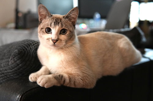 Lyla, Young Domestic Short Hair / Siamese (short coat), cat for adoption in Westminster, California