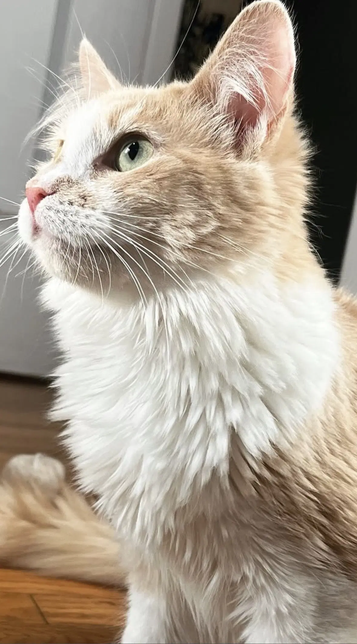 Tailor Swift - Domestic Medium Hair
