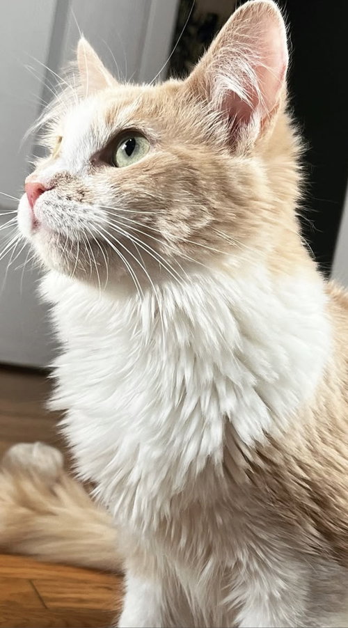 Tailor Swift, an adoptable Domestic Medium Hair in Los Angeles, CA
