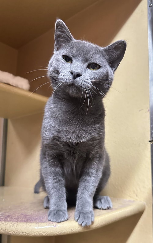 George, Baby Domestic Short Hair / Russian Blue (short coat), cat for adoption in Westminster, California
