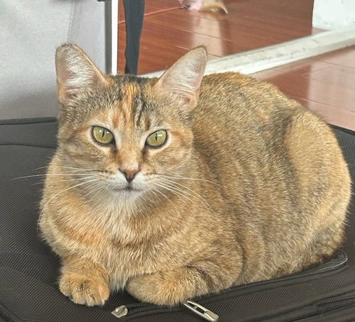 Bernie, Young Domestic Short Hair (short coat), cat for adoption in Westminster, California