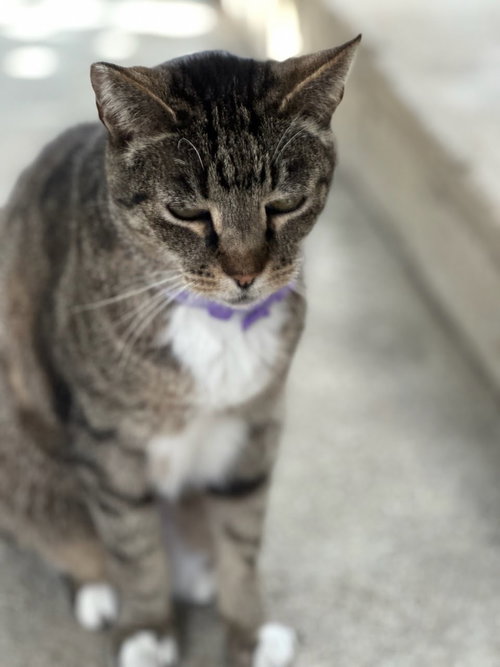 Normy, Adult Domestic Short Hair (short coat), cat for adoption in Westminster, California