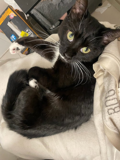 Pearl, Baby Domestic Short Hair (short coat), cat for adoption in Westminster, California