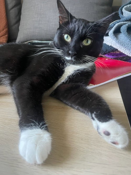 Pearl, Baby Domestic Short Hair (short coat), cat for adoption in San Buenaventura (Ventura), California