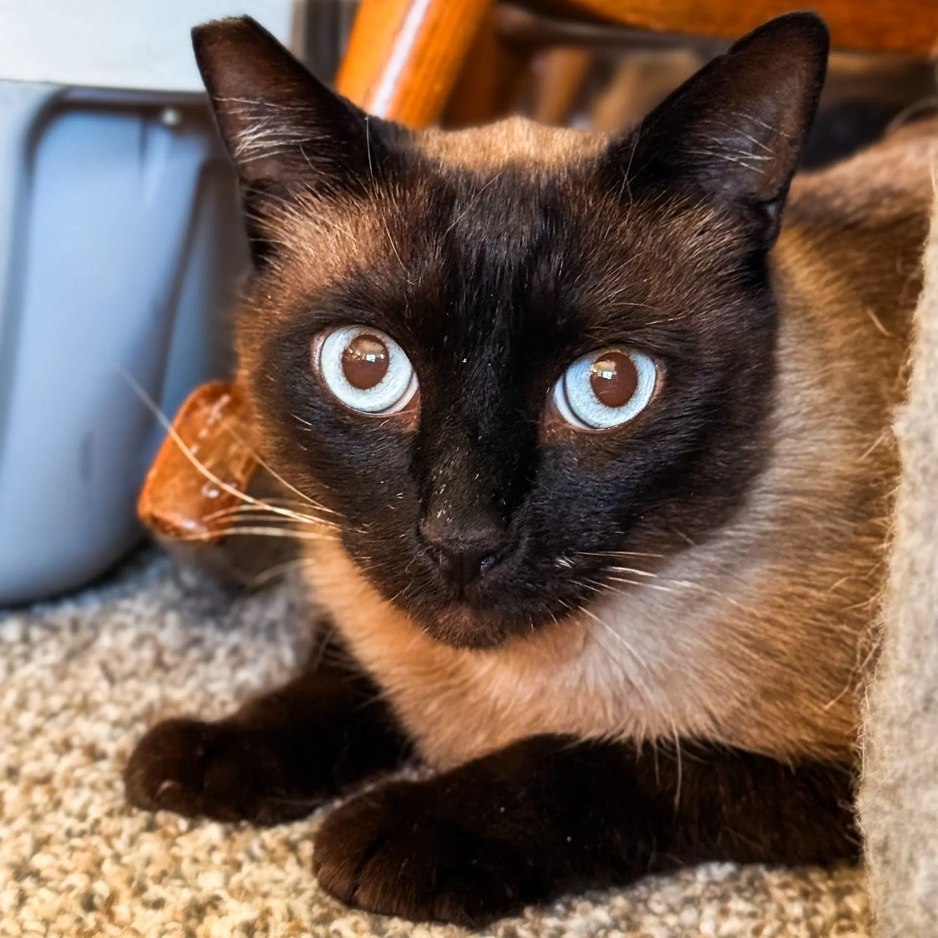 Siami - Siamese
