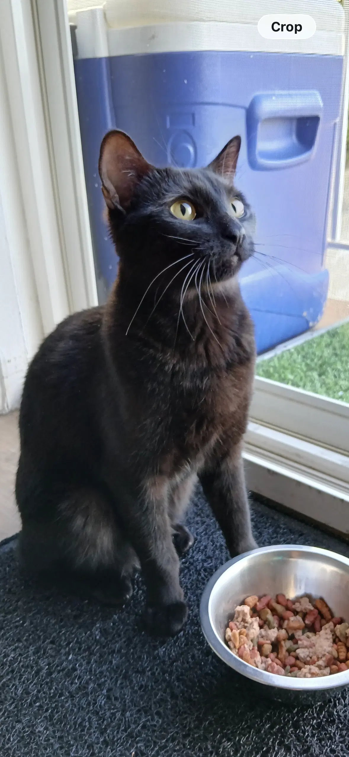 Joan Jett - Domestic Short Hair