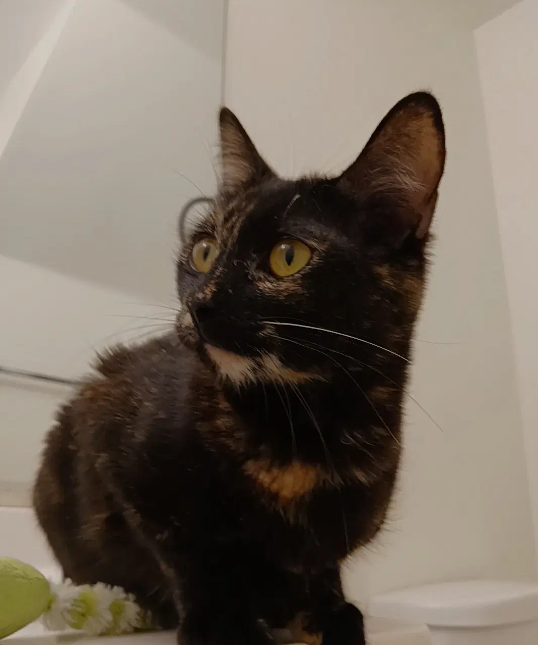 Cherie - Tortoiseshell