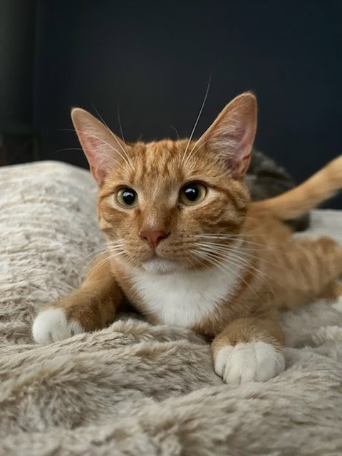 Hobbs, Young Domestic Short Hair, cat for adoption in Westminster, California
