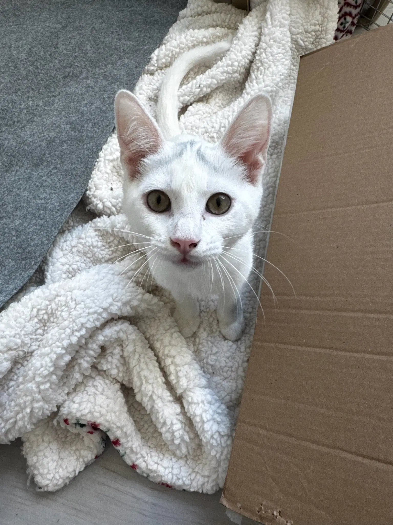 Montana - Domestic Short Hair