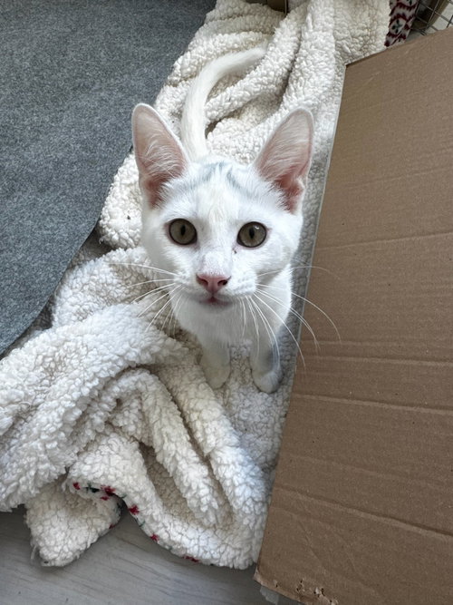 Montana, Baby Domestic Short Hair / Mixed (short coat), cat for adoption in Brea, California
