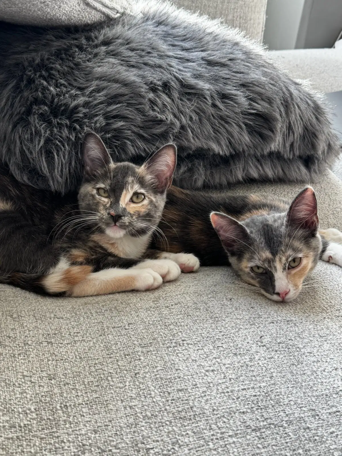 Carolina - Domestic Short Hair
