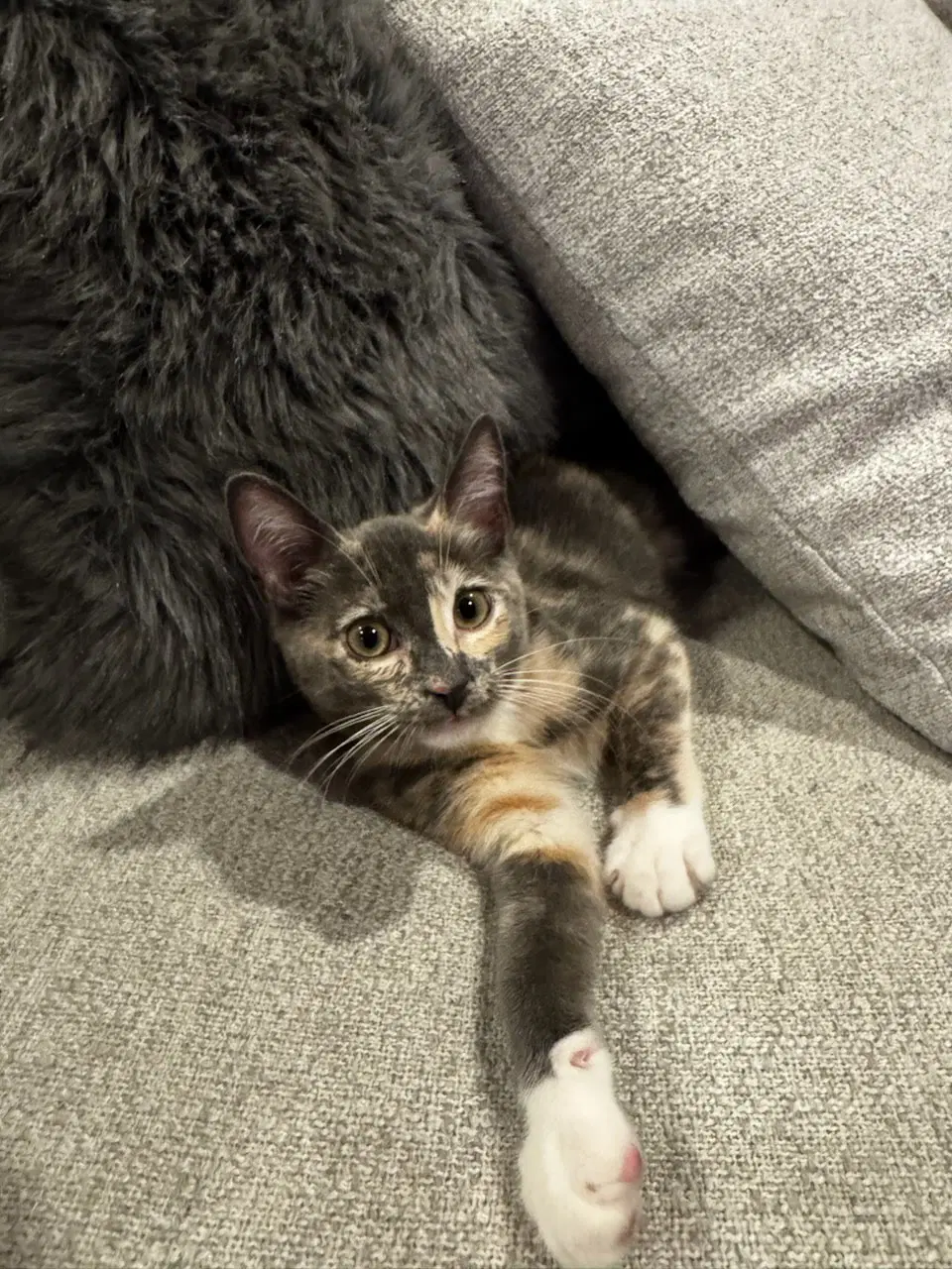 Virginia - Domestic Short Hair