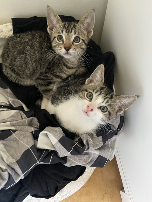 Texas, Baby Domestic Short Hair (short coat), cat for adoption in San Buenaventura (Ventura), California