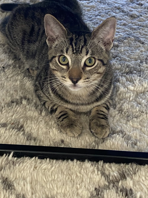 Texas, a cat for adoption from Stray No More